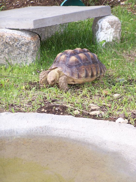 oscar by the pool
