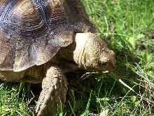oscar grazing 3