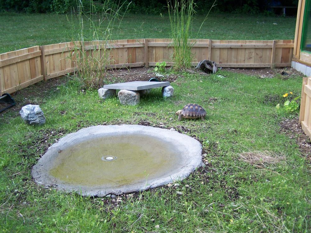 outdoor pool and yard