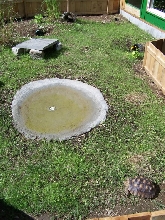 outdoor pen w/ good pool pic
