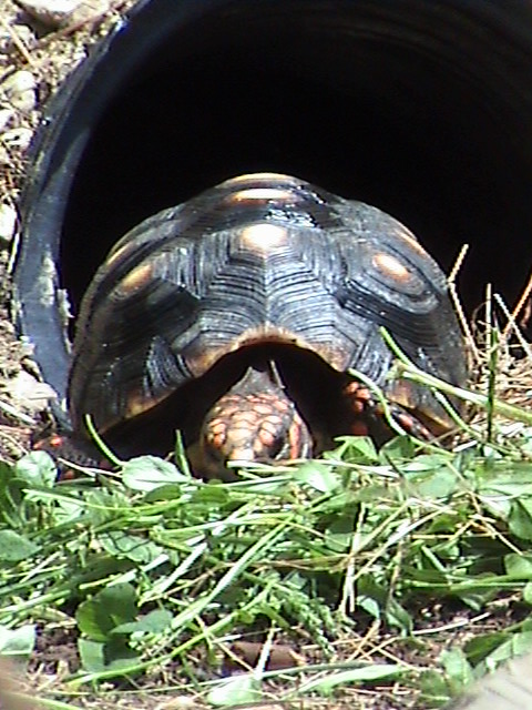 redfoot