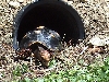redfoot