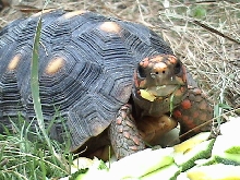 red eating 5