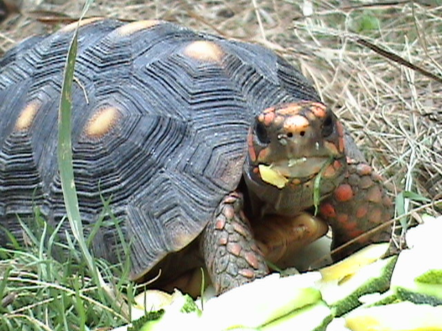 red eating 5