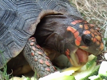 red eating 3