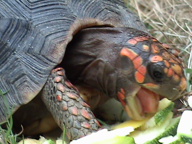 red eating 3