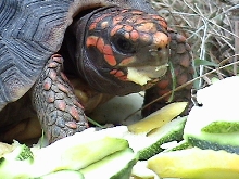 red eating 4