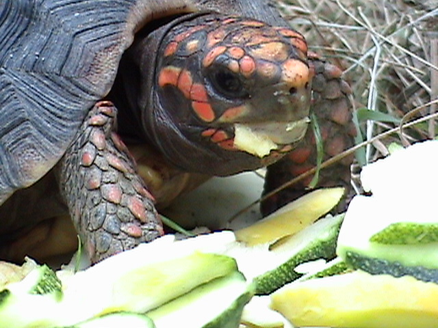 red eating 4