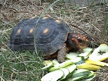 red eating 6