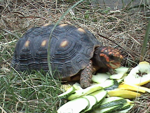 red eating 6