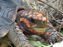 red face  close up