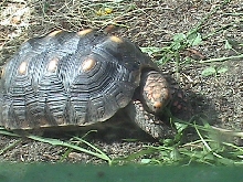 redfoot
