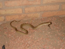 Snake ? What Kind