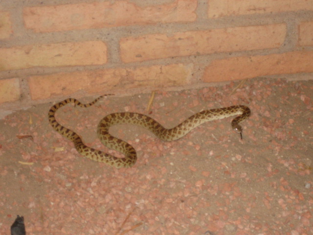 Snake ? What Kind