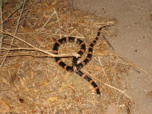 What kind of snake is this?