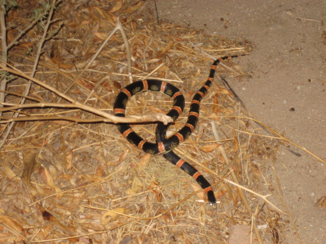 What kind of snake is this?