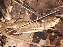 Abronia sp. on Cerro Huitepec, Chiapas