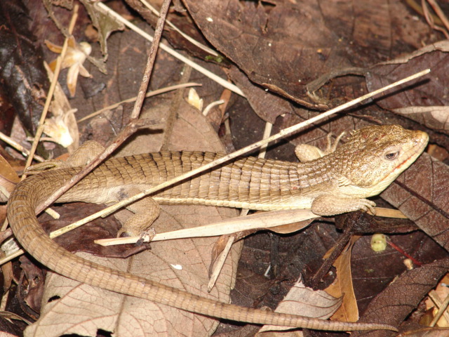 Abronia sp. on Cerro Huitepec, Chiapas