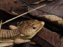Abronia sp. on Cerro Huitepec, Chiapas