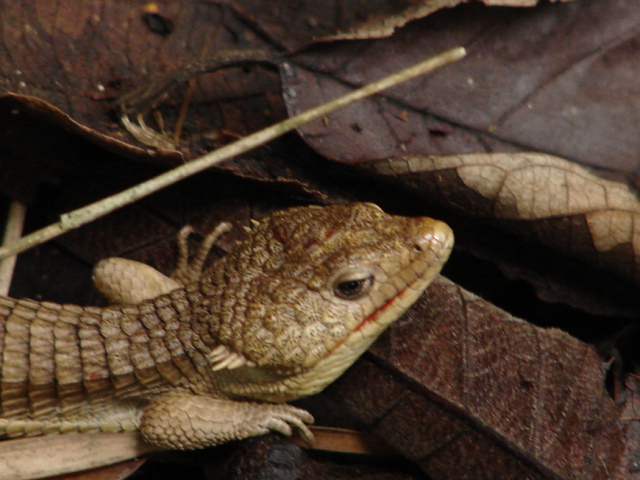 Abronia sp. on Cerro Huitepec, Chiapas