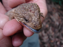 Abronia sp. on Cerro Huitepec, Chiapas, Mexico