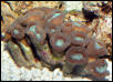 Saltwater - Austin Aquariums