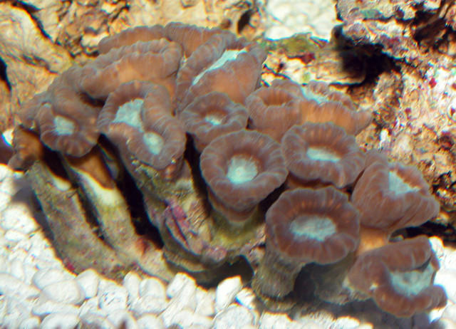 Saltwater - Austin Aquariums