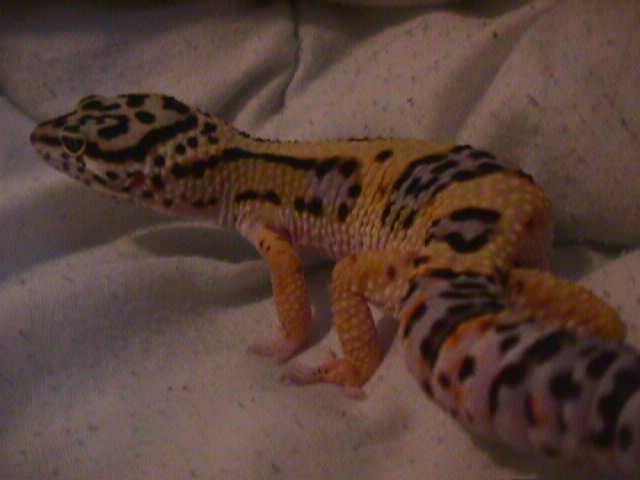Snake