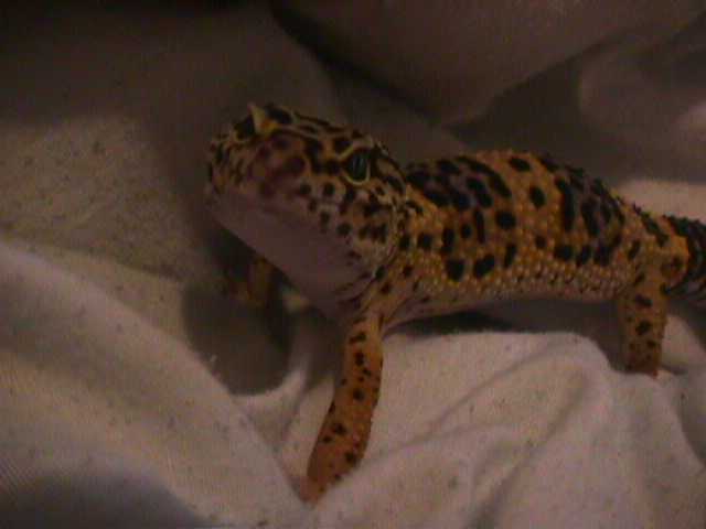 Chub chub