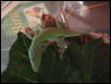 Rex the green anole