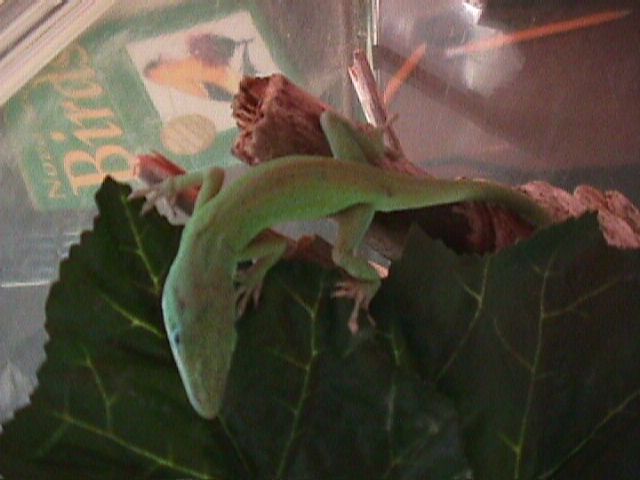 Rex the green anole