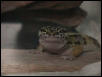 smiling gecko