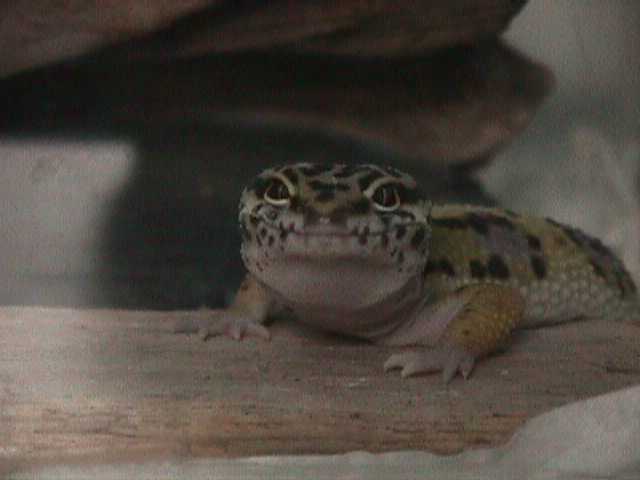 smiling gecko