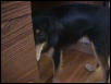 My scared dog Shallie