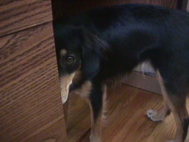 My scared dog Shallie