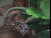 last pic of Rex