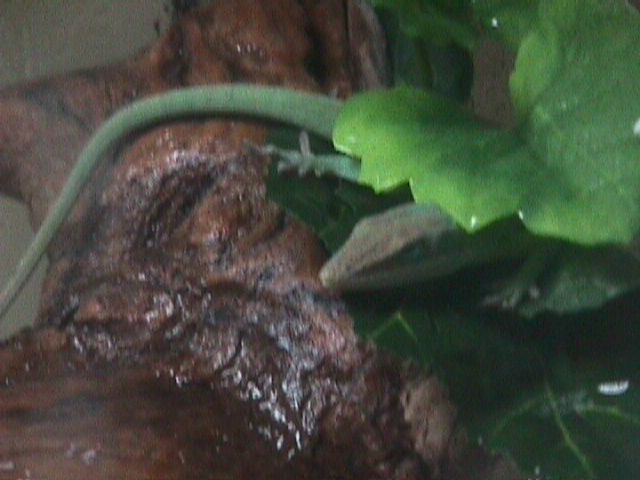 last pic of Rex