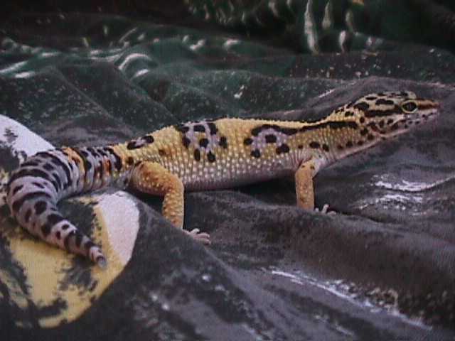 Snake