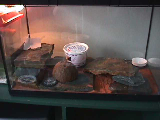 My leopard gecko tank