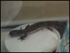 Ying (melanistic female)
