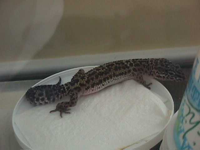 Ying (melanistic female)