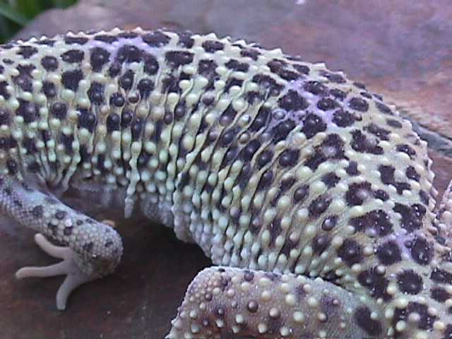 Yang-close up of her skin