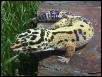 Snake-resting