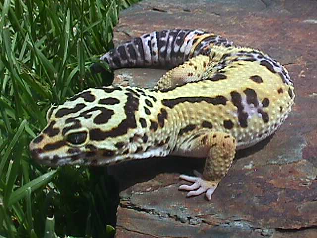 Snake-resting