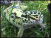 Snake-goofy smile
