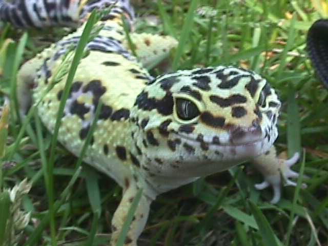 Snake-goofy smile