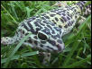 Sakura-in the grass