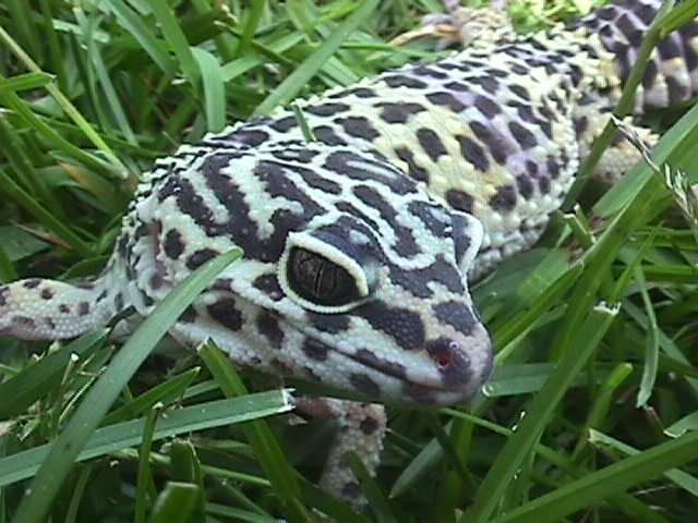 Sakura-in the grass