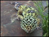 Chub chub-acting like a crocodile
