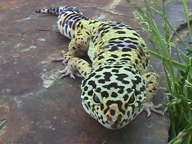Chub chub-acting like a crocodile